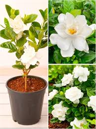Gardenia Jasminoides Flower Seeds for Planting – High Germination Heirloom Non-GMO Organic Seeds