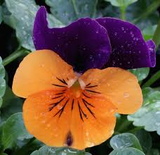 Purple Orange Pansy Flower Seeds for Planting | Heirloom Non-GMO High Germination