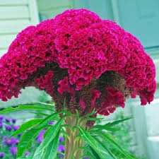 Heirloom Rooster Flower Seeds for Planting – Colorful Display, Non-GMO, High Germination