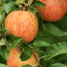Orange Apple fruit seeds for planting – Heirloom & Non-GMO sweet-tangy garden seeds
