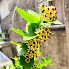 Yellow Maroon Hoya Carnosa Flower Seeds for Planting – Heirloom, Non-GMO, High Germination