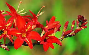 Heirloom Crocosmia Flower Seeds for Planting – Non-GMO, Low Maintenance, High Germination