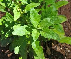 Flower Seeds, Seeds,Seeds For Planting,Plant Seeds