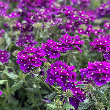 Heirloom Verbena Flower Seeds for Planting - Low Maintenance, Non-GMO, Organic Garden Seeds