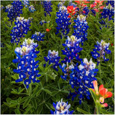 Blue Bonnet Flower Seeds for Planting – Heirloom, Non-GMO, Cottage Garden Essential Organic Garden Seeds