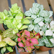 Heirloom Non-GMO Mix Fittonia Nerve Plant Seeds – High Germination Organic Seeds for Colorful Indoor Foliage Planting