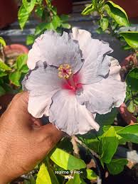 Light Grey Hibiscus Flower Seeds for Planting - Heirloom, Non-GMO, High Germination Organic Garden Seeds