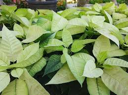 Green Poinsettia Flower Seeds for Planting – Heirloom, Non-GMO, Hardy Variety, High Germination