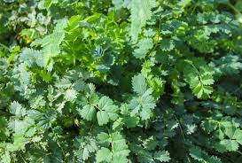 Green Tromboncino flower seeds for planting - Heirloom & Non‑GMO Garden Seeds