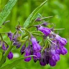 Purple Symphytum Flower Seeds for Planting – Heirloom, Non-GMO, High Germination Organic Garden Seeds