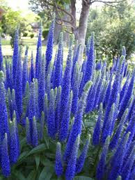 Blue Veronica Flower Seeds for Planting – Heirloom, Non-GMO, High Germination Garden Seeds