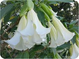 Engelstrompete Flower Seeds for Planting | Heirloom Non-GMO High Germination Organic Garden Seeds
