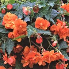 Begonia Flower Seeds for Planting | Sun Loving | Heirloom Non-GMO High Germination Seeds