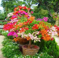 Buganvillas Seeds for Planting – Fragrant Blossoms, Heirloom, Non-GMO Organic Garden Seeds