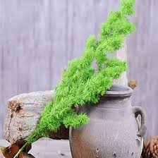Myriocladus Flower Seeds for Planting – Drought Tolerant, Heirloom, Non-GMO, Organic Garden Seeds