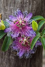 Mixed Colour Passion Flower Seeds 100 pcs – Non-GMO, High Germination Heirloom Organic Garden Seeds