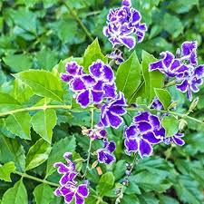 Duranta Repens Flower Seeds for Planting – Heirloom, Non-GMO, High Germination Organic Garden Seeds