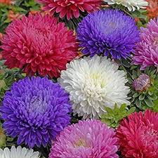 Mix Aster Flower Seeds for Planting – Fragrant Blossoms, Heirloom, Non-GMO, High Germination Organic Garden Seeds