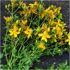 Heirloom Hypericum Flower Seeds for Planting | Non-GMO, High Germination, Organic Garden Seeds