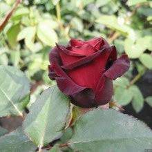 Flower Seeds, Seeds,Seeds For Planting,Plant Seeds