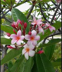 Pink White Frangipani Flower Seeds for Planting – Shade Tolerant, Heirloom, Non-GMO, High Germination Garden Seeds