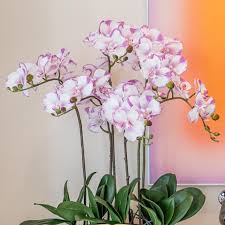 White Violet Butterfly Orchid Flower Seeds for Planting | Heirloom Non-GMO Organic Garden Seeds, Easy to Grow, High Germination