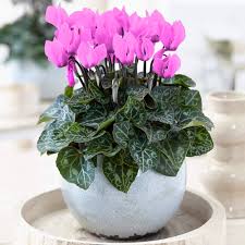 Pink Cyclamen Flower Seeds for Planting – Heirloom, Non-GMO, High Germination Organic Garden Seeds