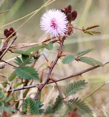 Mixed Mimosa Pudica Flower Seeds for Planting | Heirloom Non-GMO High Germination Organic Garden Seeds
