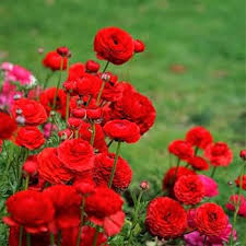 Deep Red Ranunculus Flower seeds for Planting - Seasonal Bloomer, Heirloom & GMO Free Seeds for Home Garden