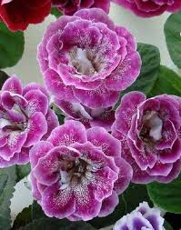 Violet Gloxinia Flower Seeds for Planting - Heirloom, Non-GMO, High Germination Garden Blooms