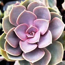 Echeveria Flower Seeds for Planting – Heirloom, Non-GMO, Vibrant Colors, High Germination Organic Garden Seeds