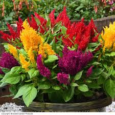 Celosia Flower Seeds for Planting – Compact Growth, Heirloom, Non-GMO