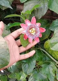 Light Pink White Passiflora Flower Seeds – Heirloom, Non-GMO, High Germination Organic Garden Seeds