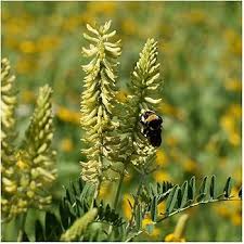 Light Green Astragalus Flower Seeds for Planting | Heirloom Non-GMO High Germination Organic Garden Seeds