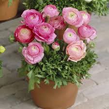 Ranunculus Baby Pink Flower Seeds for Planting | Heirloom Non-GMO Seeds, High Germination