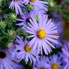Climbing Aster Flower Seeds for Planting – Sun Loving, Heirloom, Non-GMO, High Germination