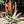 Aloe Ferox White Seeds – Hardy Heirloom, Non-GMO Seeds for Planting in Organic Home Garden