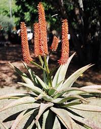 Aloe Ferox White Seeds – Hardy Heirloom, Non-GMO Seeds for Planting in Organic Home Garden