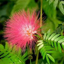 Albizia Flower Seeds for Planting – Heirloom, Non-GMO, High Germination Garden Seeds