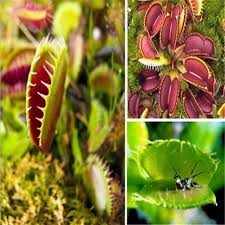 Carnivorous Flower Seeds for Planting – Heirloom, Non-GMO, Compact Growth Organic Garden Seeds