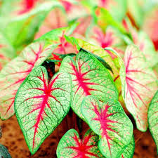 Caladium Flower Seeds for Planting – Heirloom, Non-GMO, High Germination Organic Garden Seeds