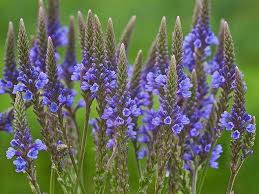 Blue Vervain Flower Seeds for Planting – Heirloom, Non-GMO, Premium Quality Organic Garden Seeds