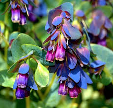 Blue Cerinthe Flower Seeds for Planting – Heirloom, Non-GMO, Compact Growth Garden Seeds