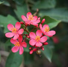 Jatropha Flower Seeds for Planting – Heirloom, Non-GMO, Colorful Display Organic Garden Seeds