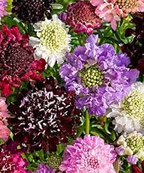 Purple Pincushion Flower Seeds for Planting – Cottage Garden Essential, Heirloom, Non-GMO Seeds for Home Garden