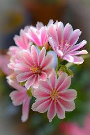 Lewisia Flower Seeds for Planting | Long Bloom Season | Heirloom Non-GMO High Germination Seeds