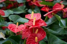 Red Anthurium Seeds for Planting – Compact Growth, Heirloom, Non-GMO Organic Garden Seeds