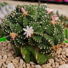 Heirloom Aztekium Flower Seeds for Planting – Non-GMO, High Germination Organic Garden Seeds