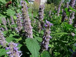 Agastache Mexicana Flower Seeds for Planting – Heirloom, Non-GMO, Hardy Variety Organic Garden Seeds