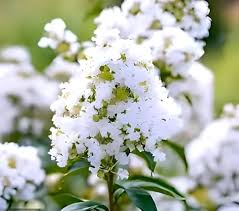 White Crepe Myrtle Flower Seeds for Planting – Heirloom, Non-GMO, High Germination Organic Garden Seeds